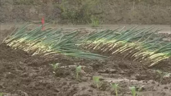 阿武隈川流域の遊水地　農地利用へ野菜の試験栽培始まる　2019年の台風被害を受けて整備　福島