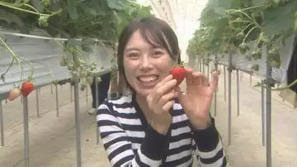 ゴールデンウィークはイチゴ狩り！SNS投稿でプレゼントも　福島