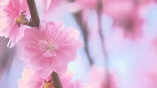 「最高ですね」花やしき公園でハナモモ満開　県内4地点で夏日に　福島