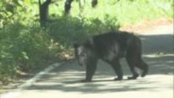 住宅団地の公園でクマ目撃（体長約80センチ）近くには小中学校も　ナシ畑で３頭目撃　福島市