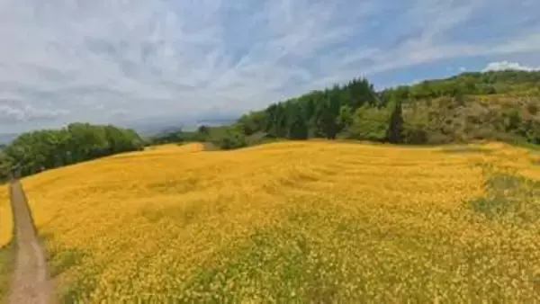 「青と黄色のコントラストがきれい」三ノ倉高原の菜の花が見ごろ　福島・喜多方市