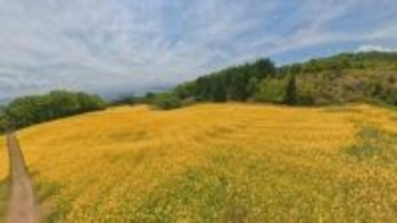 「青と黄色のコントラストがきれい」三ノ倉高原の菜の花が見ごろ　福島・喜多方市