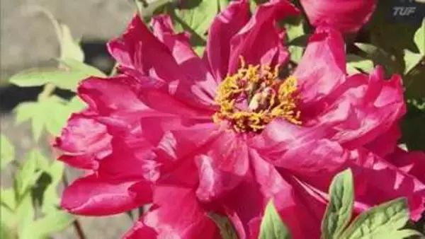 「きれいだね」須賀川牡丹園で今季の営業始まる　チューリップやシバザクラは早くも見頃　福島