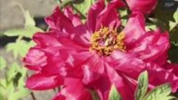 「きれいだね」須賀川牡丹園で今季の営業始まる　チューリップやシバザクラは早くも見頃　福島