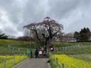 日本三大桜“三春滝桜”が開花　大雪の枝折れ乗り越え去年より6日早く　福島・三春町