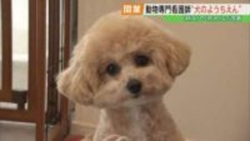 吠え、咬みなど改善「犬のようちえん」オープン　動物看護士がトレーニング　福島