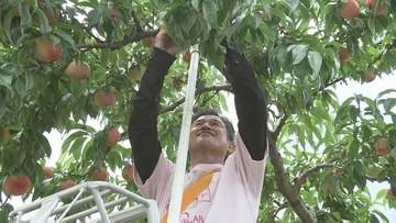 キングカズ、モモ「あかつき」収穫　硬いモモがやみつきに…　福島
