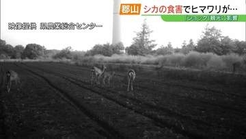 【絶景が一転】ヒマワリ「全滅」の衝撃…観光名所の高原襲った“シカ”の猛威　福島・郡山市