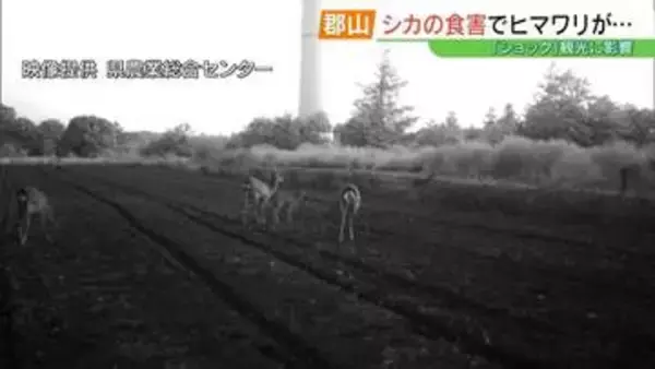 【絶景が一転】ヒマワリ「全滅」の衝撃…観光名所の高原襲った“シカ”の猛威　福島・郡山市