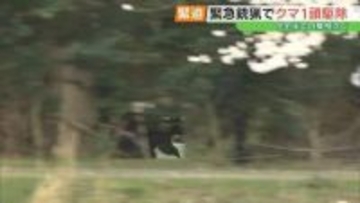 「爪がギラっとなっていた」市街地で目撃相次いだクマ、緊急銃猟で駆除　冬眠明けか　福島・郡山市