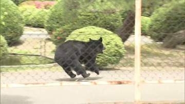秋の行楽シーズンで注意　福島県内でツキノワグマ出没注意報