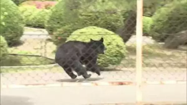 秋の行楽シーズンで注意　福島県内でツキノワグマ出没注意報