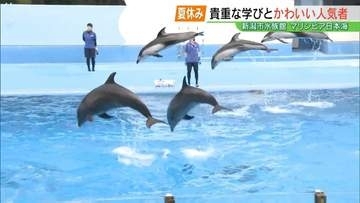 福島市から2時間半、新潟で見る・体験する・食べる“夏旅”へ！トドの赤ちゃんに胸キュン＆絶品海の幸バーベキュー