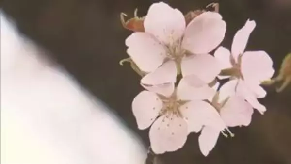 “幻のサクラ”桜峠のオオヤマザクラ、まもなく満開に　福島・北塩原村