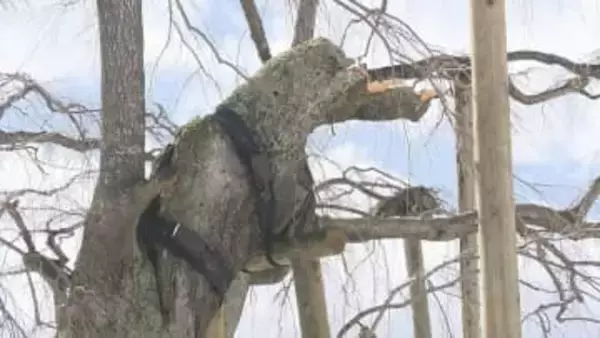 雪の重みで…国指定天然記念物・三春滝桜の枝折れる「内側が腐っていた」　福島