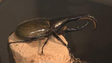 「ツノがかっこいい」目玉は20匹のヘラクレスオオカブト！世界の昆虫大集合　福島・郡山市