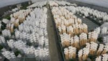 選挙で“特需”　当選祝うコチョウラン、出荷準備急ピッチ　福島【衆議院選挙2026】