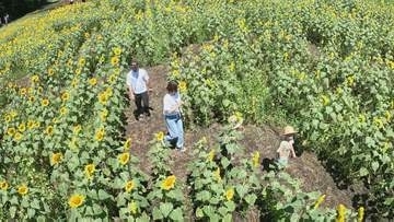 「大人も迷って楽しめる！」5万本のひまわり迷路、猪苗代ハーブ園に今年も登場　福島