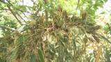 「「花が咲くなんて…」60～120年に一度？住宅の庭で“竹の花”開花　福島・郡山市」の画像1