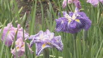 雨に濡れるアヤメ…伊佐須美神社、13日から「あやめ祭り」福島・会津美里町