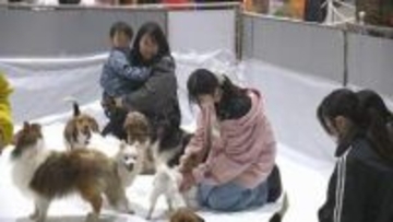 ３００種類の動物が集結　東北最大級のペットの祭典「ペットカーニバル」　福島・郡山