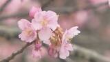 「「やっぱり春だな」早咲きの河津桜咲き始める　24日は3月下旬から4月上旬並み陽気に　福島」の画像1