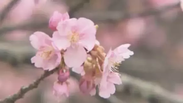 「やっぱり春だな」早咲きの河津桜咲き始める　24日は3月下旬から4月上旬並み陽気に　福島
