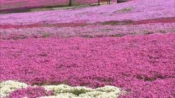 「天国！」鮮やかな花のじゅうたん…芝桜見ごろ　ジュピアランドひらた　福島・平田村