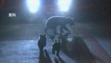 クマとの衝突事故相次ぐ　磐越西線で乗客10人の列車、磐越道で車と衝突　けが人なし　福島