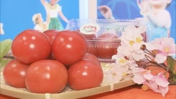 「ハレの日の主役に」春トマト「うらら」販売開始　福島・いわき市