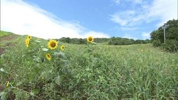 【なぜ？】200万本の絶景が…今年は“スカスカ”　原因不明のヒマワリ生育不良、イベントも中止に　喜多方市・福島