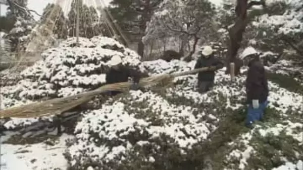 「これから会津の春を見て」雪の重みから枝守る“雪吊り”撤去　会津若松市の御薬園　福島