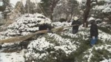 「これから会津の春を見て」雪の重みから枝守る“雪吊り”撤去　会津若松市の御薬園　福島