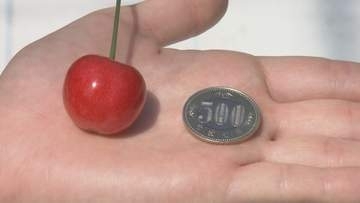 500円玉ほどの大きさも！まるで宝石、サクランボの収穫始まる　福島市