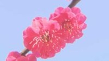 二十四節気のひとつ「啓蟄」いわき市でウメの花見頃　福島
