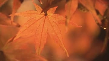 「紅葉が素晴らしくなる」紅葉ライトアップ　白河市の南湖公園　福島