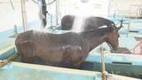 「G1制覇のノットゥルノも　競走馬の「プール開き」泳いだ後は温泉のシャワー　福島・いわき市」の画像1