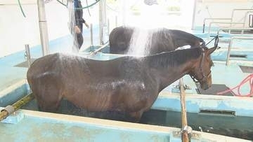 G1制覇のノットゥルノも　競走馬の「プール開き」泳いだ後は温泉のシャワー　福島・いわき市