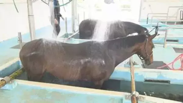 G1制覇のノットゥルノも　競走馬の「プール開き」泳いだ後は温泉のシャワー　福島・いわき市