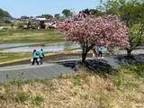 「サクラ咲く久慈川沿いを清掃　福島県塙町で「アクアクリーンキャンプ」実施」の画像1