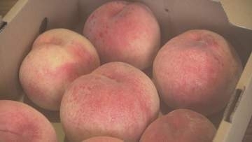 飯坂温泉で「日本一の桃まつり」あかつき2キロ1000円で販売　福島