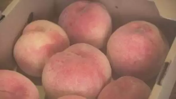 飯坂温泉で「日本一の桃まつり」あかつき2キロ1000円で販売　福島