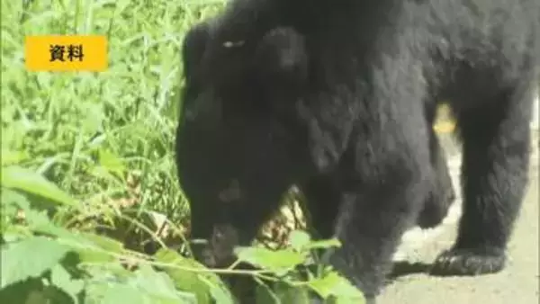 【クマ出没情報】国道を横断する1頭目撃　福島・郡山市熱海町中山　15日午後6時ごろ