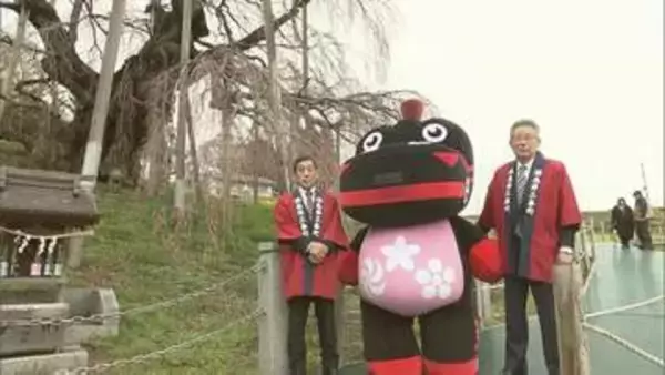 「日本三大桜「三春滝桜」開花　7日～9日に見頃か　大雪による枝折れは影響なし　福島・三春町」の画像