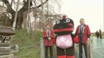 日本三大桜「三春滝桜」開花　7日～9日に見頃か　大雪による枝折れは影響なし　福島・三春町