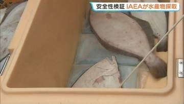 IAEAが“常磐もの”ヒラメ32キロ採取、水産物の安全性調査　福島・いわき市