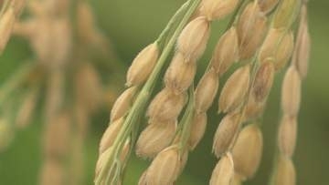 県産新米「ひとめぼれ」取引価格、4割下落　昨年度産の在庫量多く安く取り引き　福島