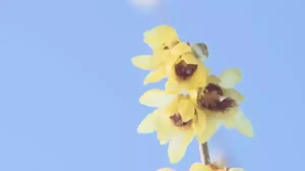 ろう細工のような色と艶…本格的な寒さの中「ロウバイ」見頃　福島・いわき市