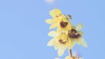 ろう細工のような色と艶…本格的な寒さの中「ロウバイ」見頃　福島・いわき市