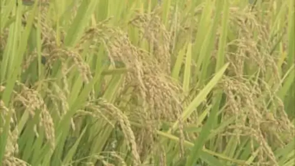 農業産出額2874億円、コメ価格高騰で前年比＋711億円　全国14位　福島